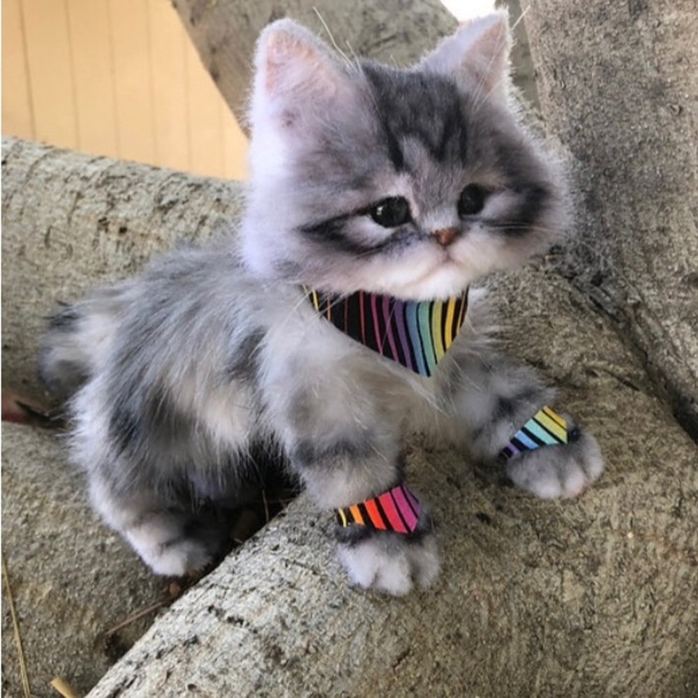 Paw Piece Set 🖤💖💙💛